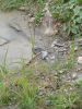 DSC00695.JPG